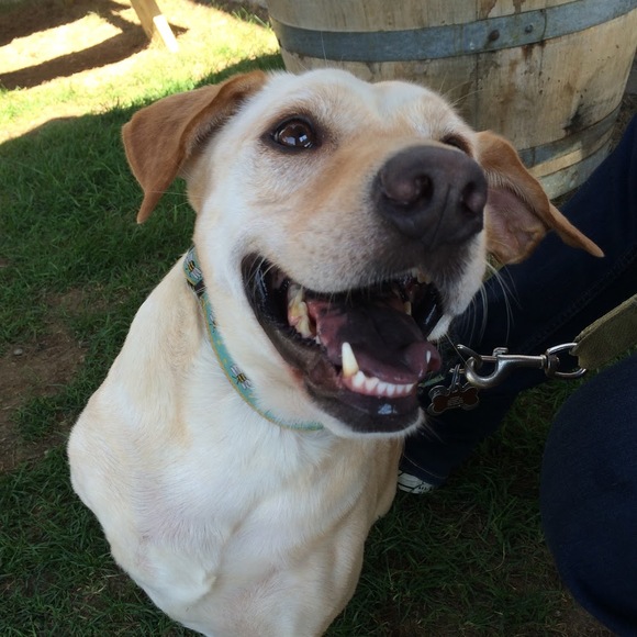 Meet your Posher, Amanda - Picture 1 of 1